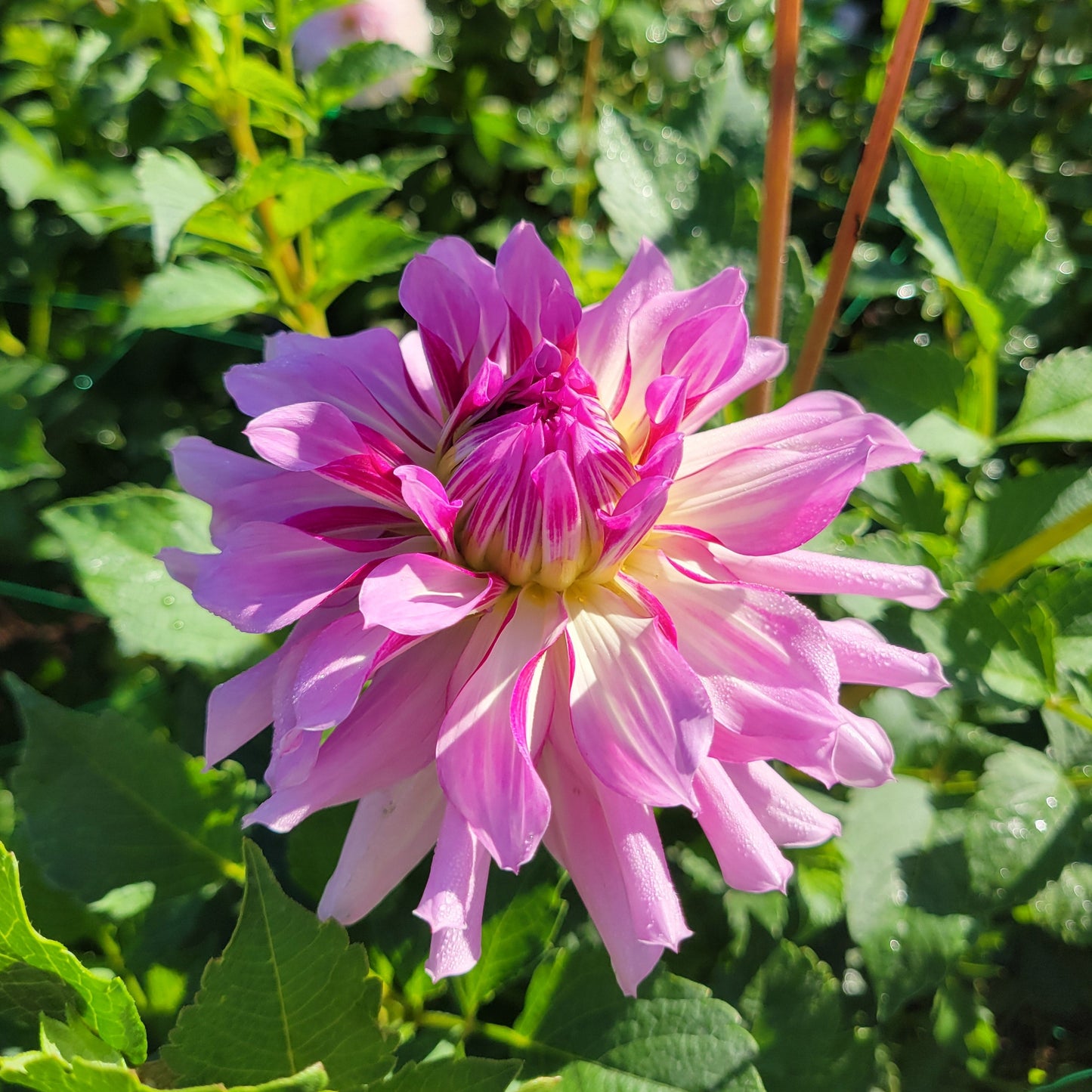 Leila Savanna Rose - Read description