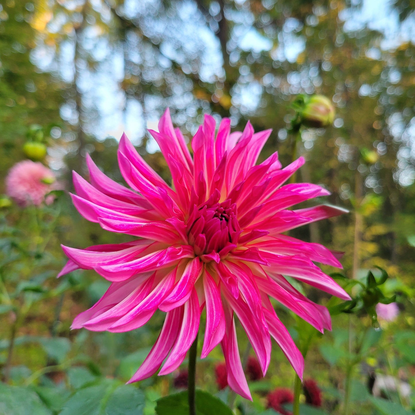 River's Watermelon - see comment
