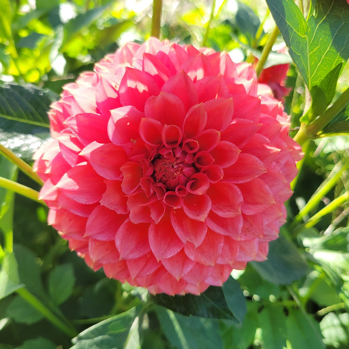 RM Pink Sugar