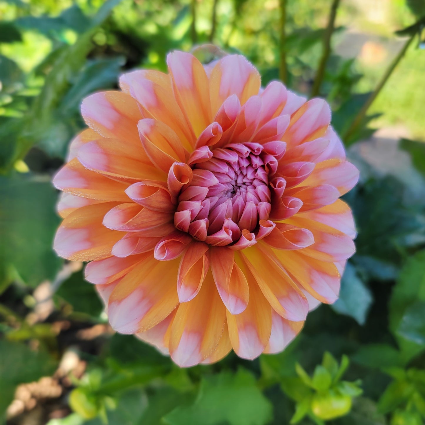Robann Creamsicle