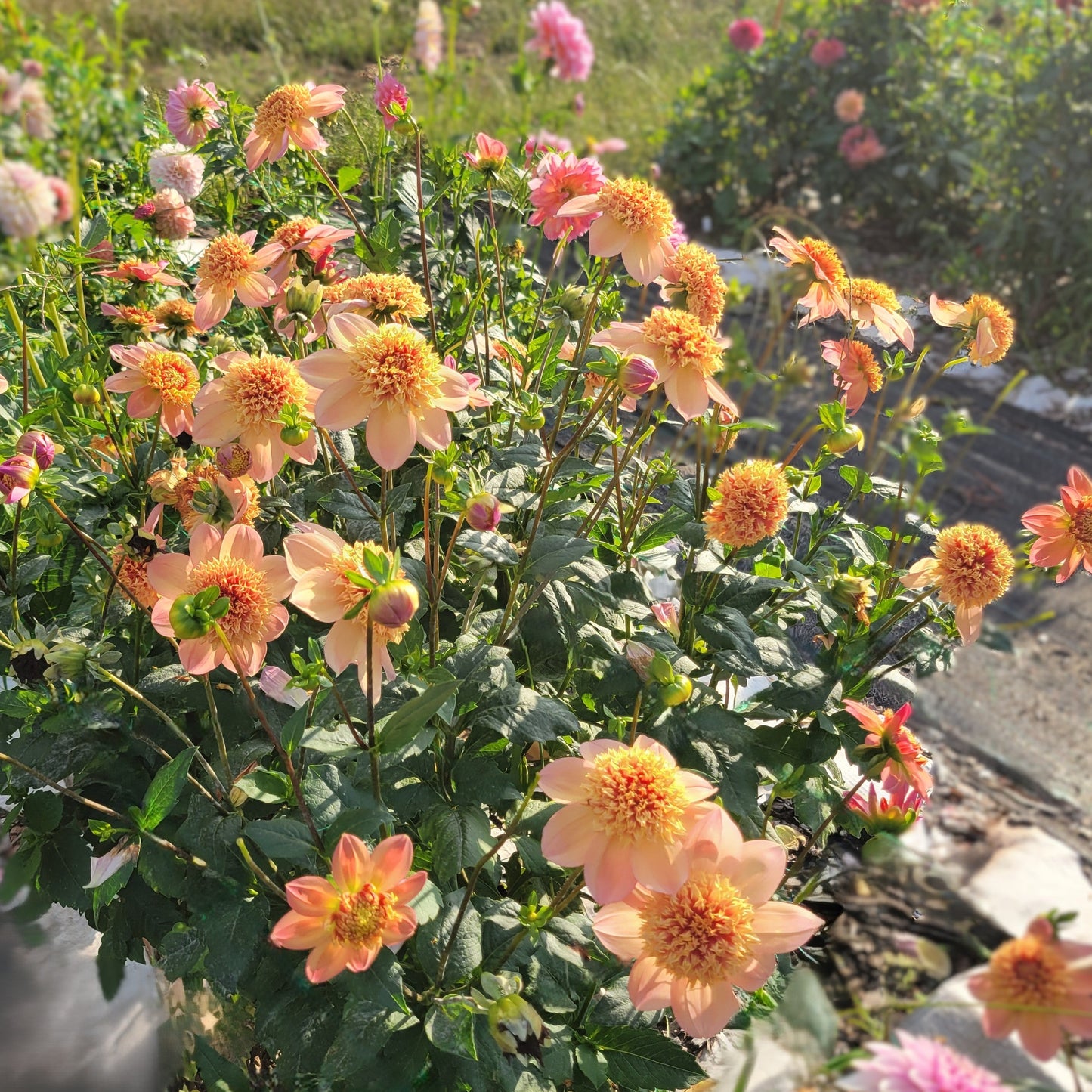 Sandia Brocade - see comment