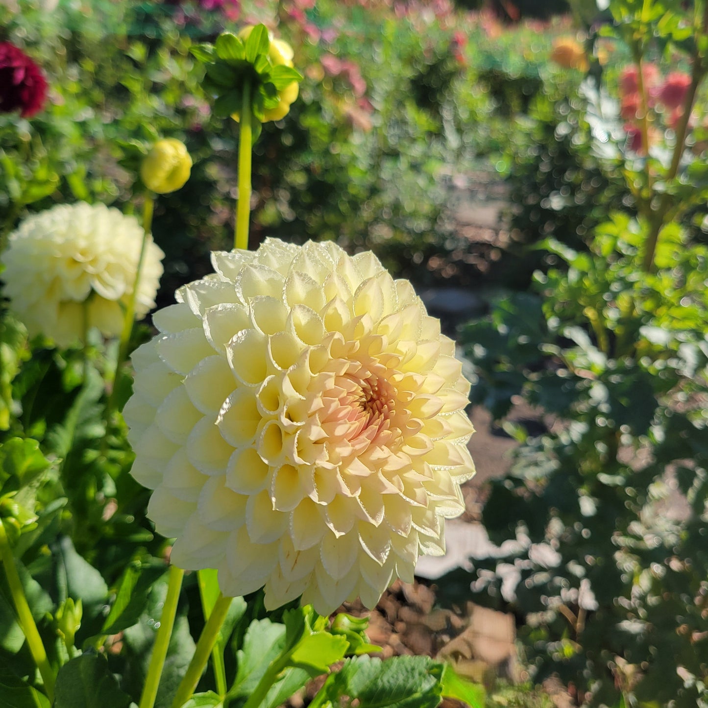 Winholme Diane