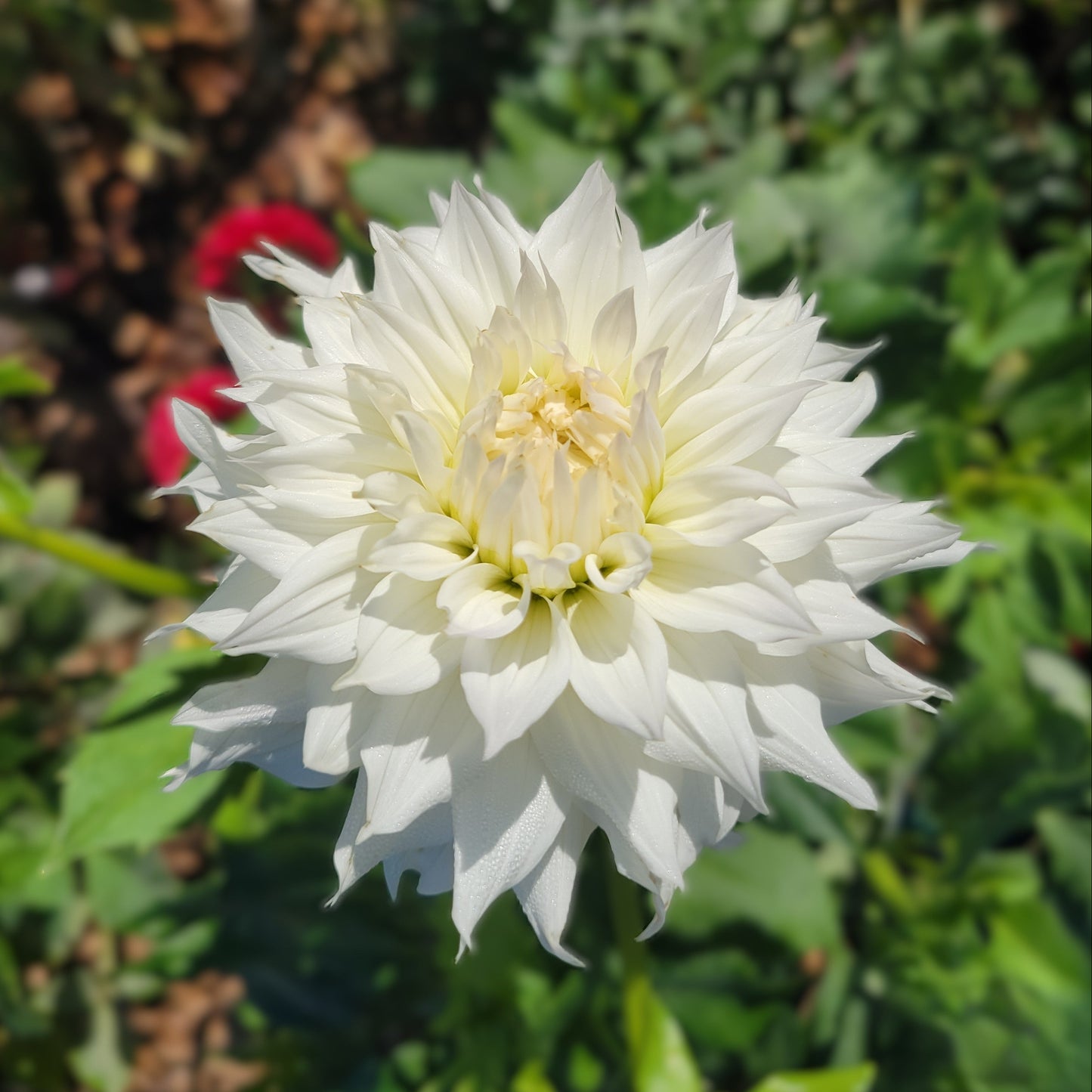 Woodland's Sarafina