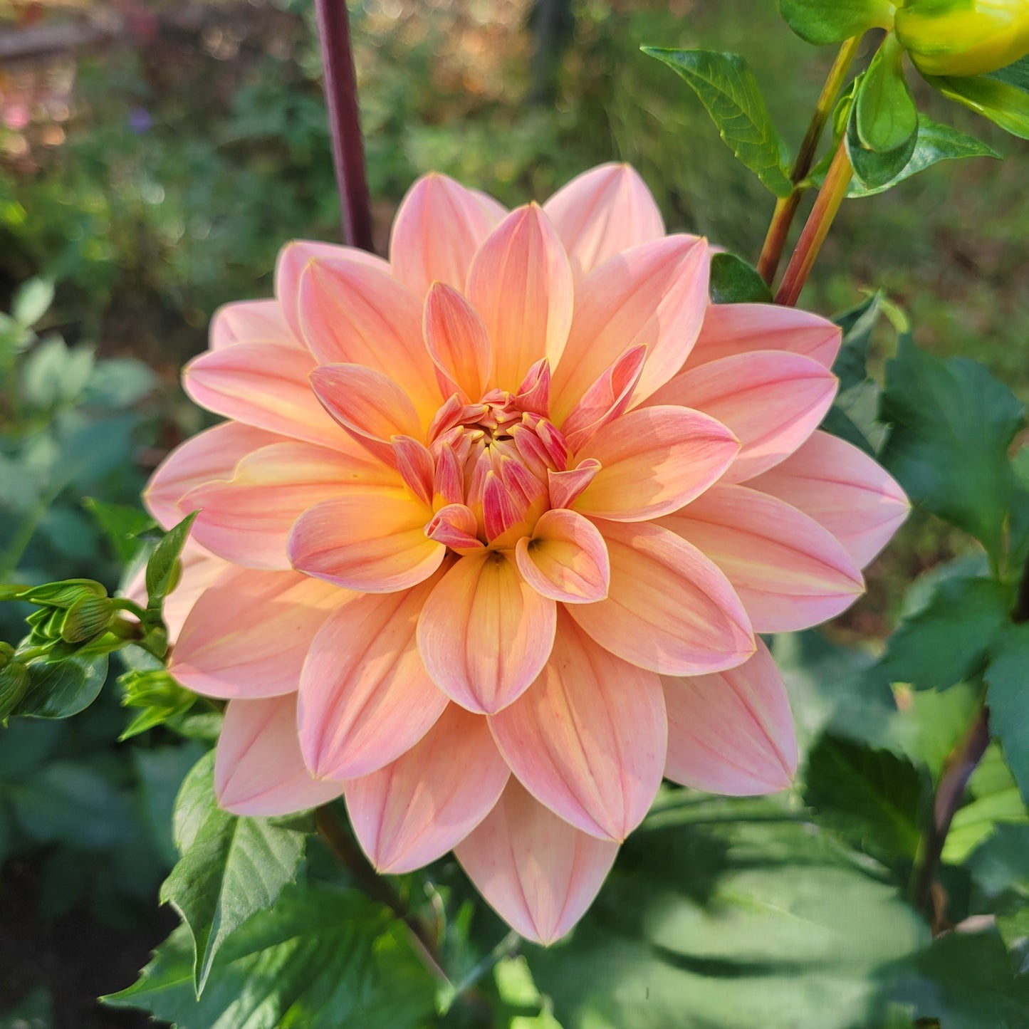 Apricot Desire