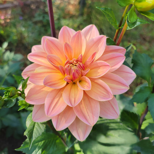 Apricot Desire