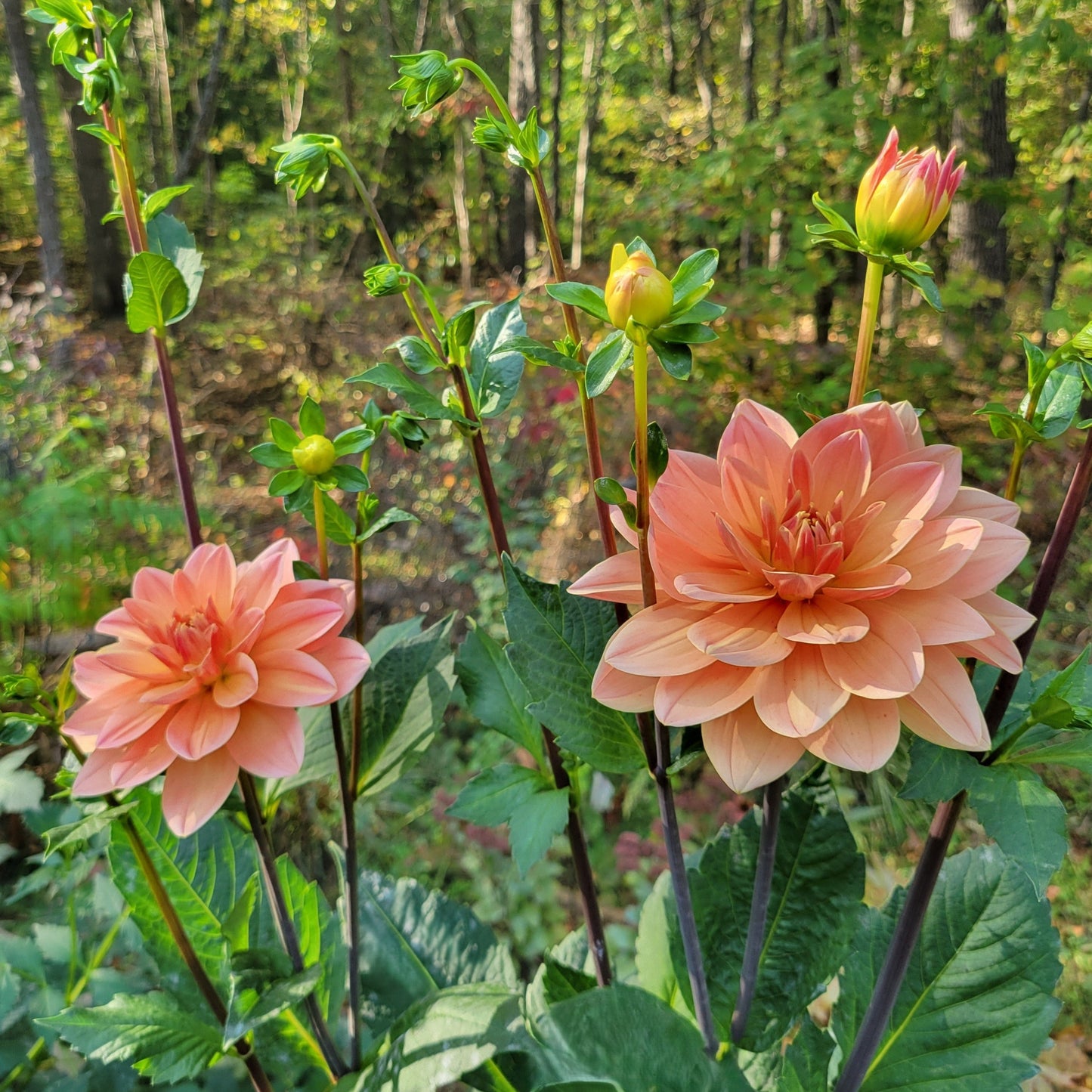 Apricot Desire