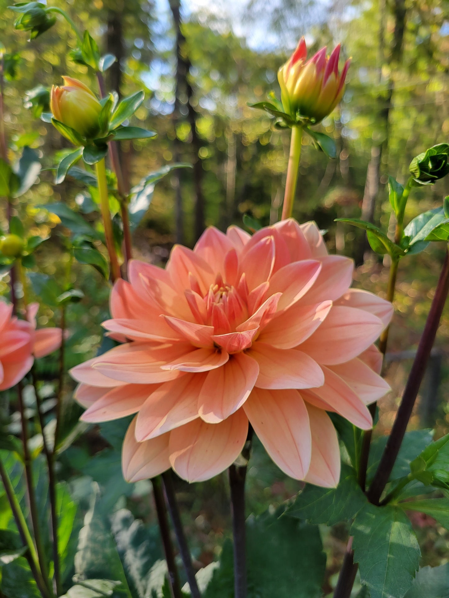 Apricot Desire