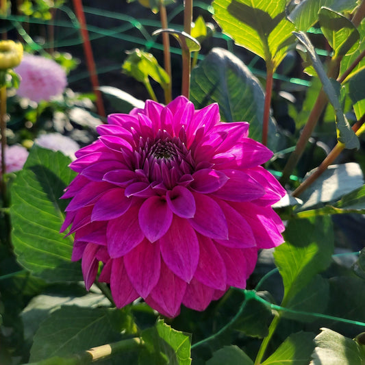 Bloomquist Ruby -See comment