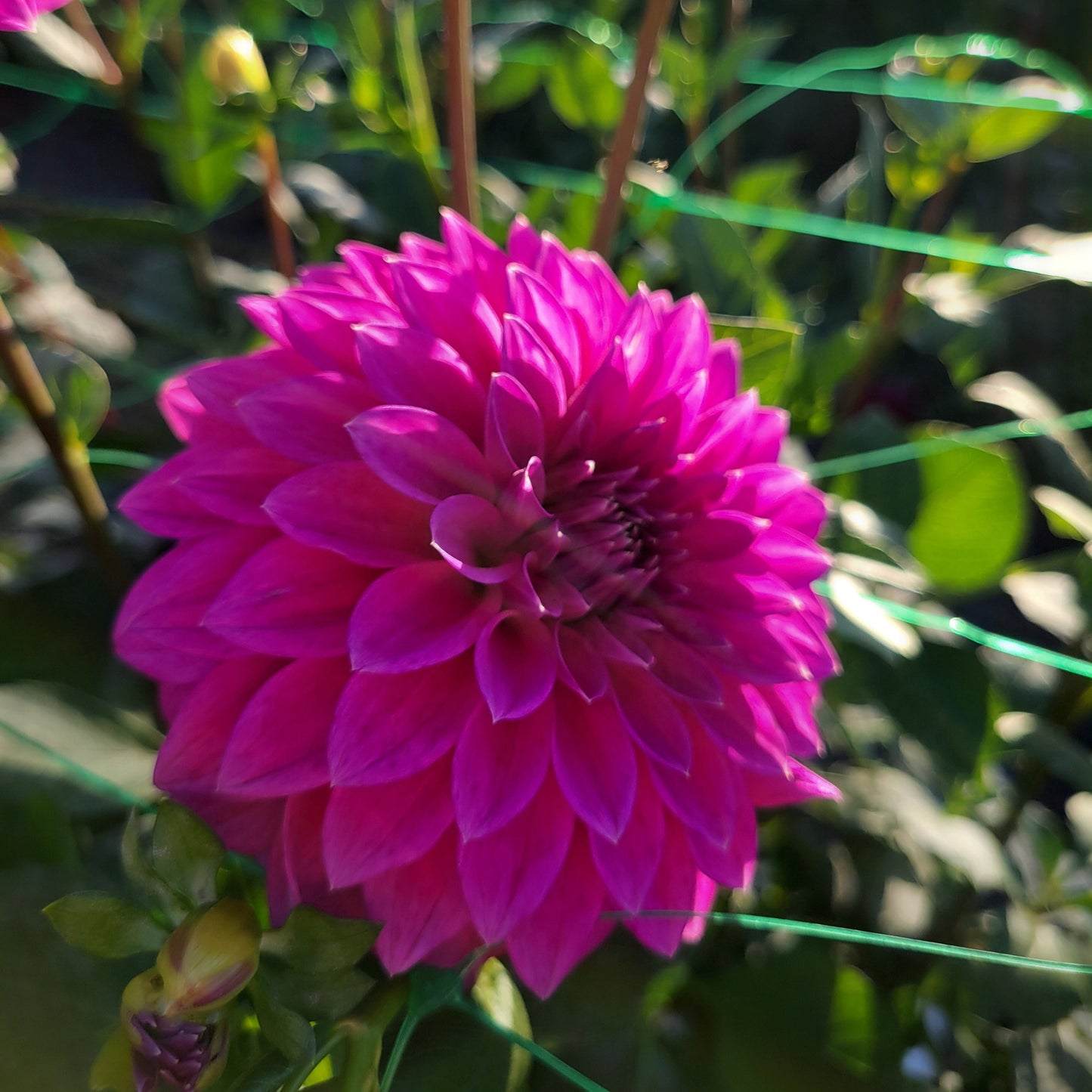 Bloomquist Ruby -See comment