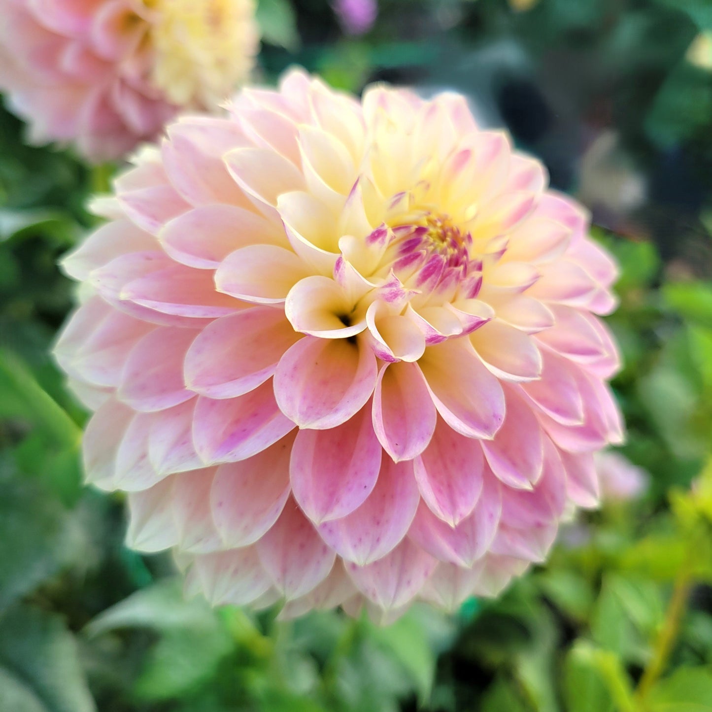 Elk's Tennley Rose