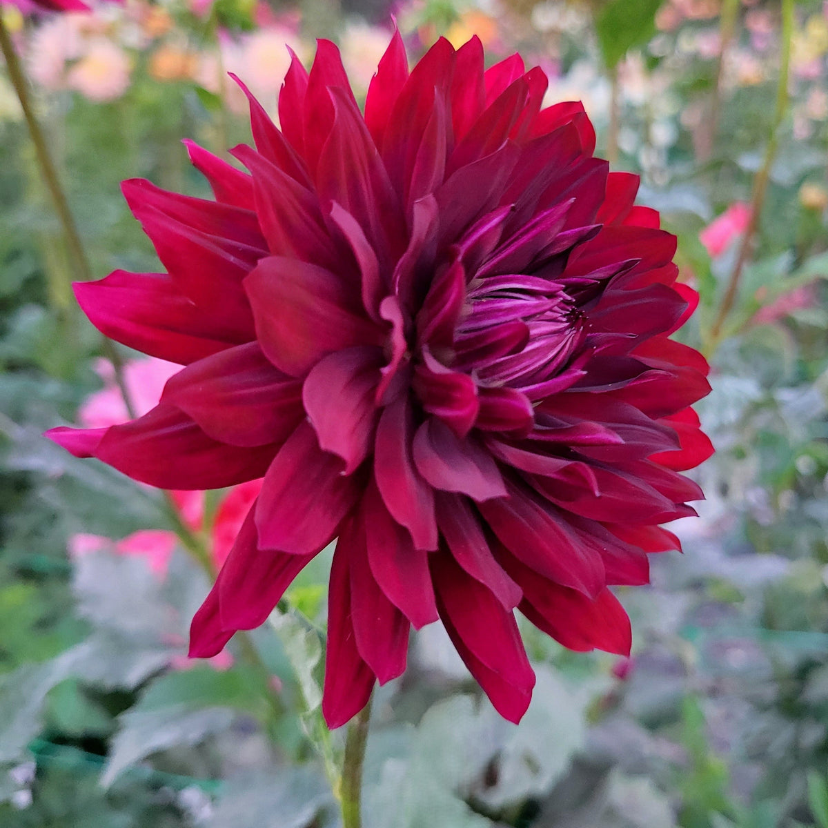 Hollyhill Black Beauty