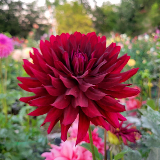 Hollyhill Black Beauty