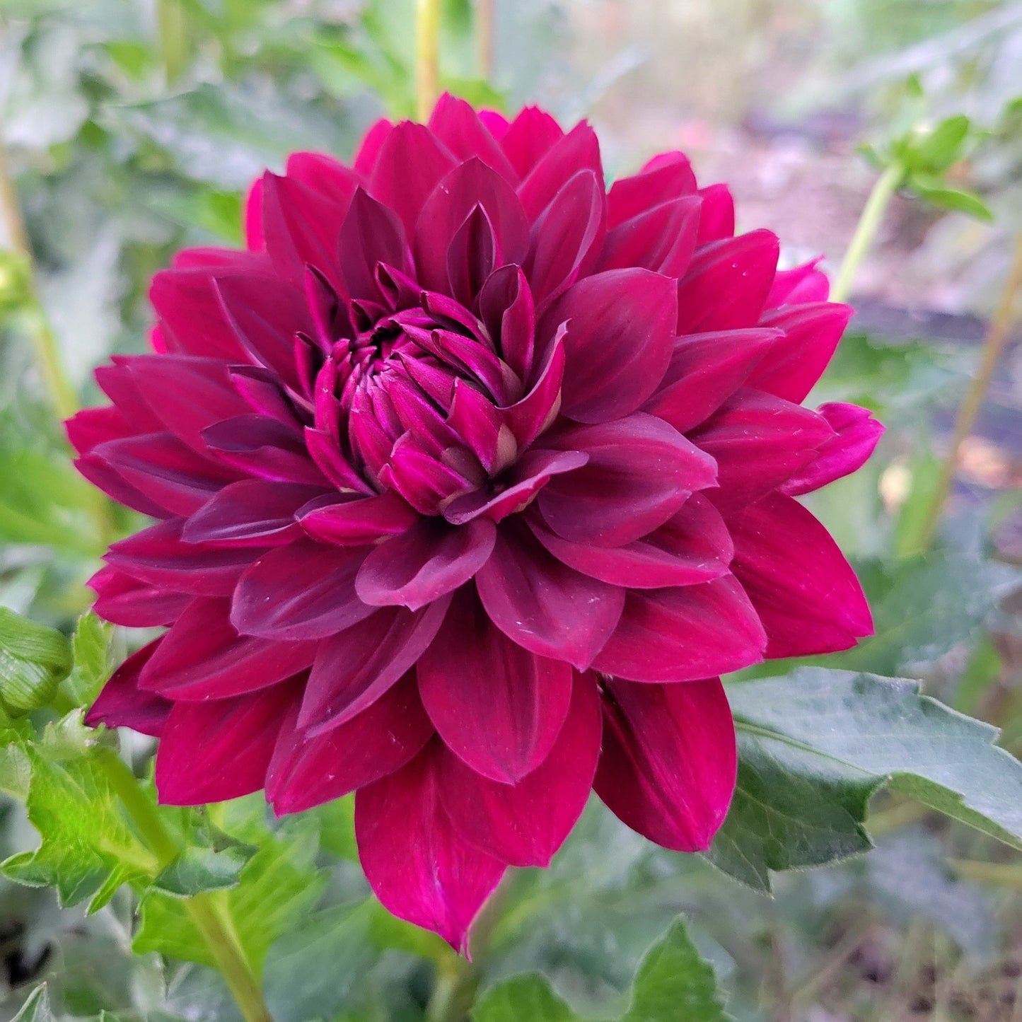 Hollyhill Black Widow