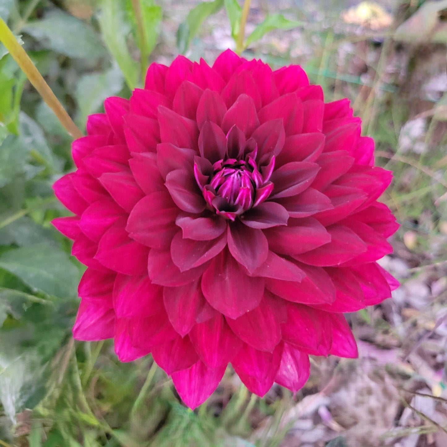 Hollyhill Black Widow
