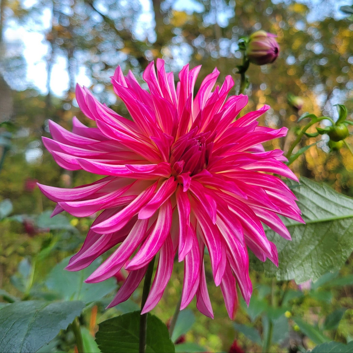 River's Watermelon - see comment