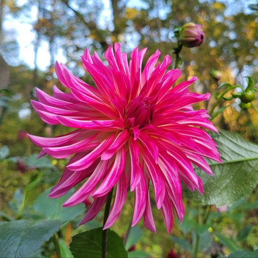 River's Watermelon - see comment