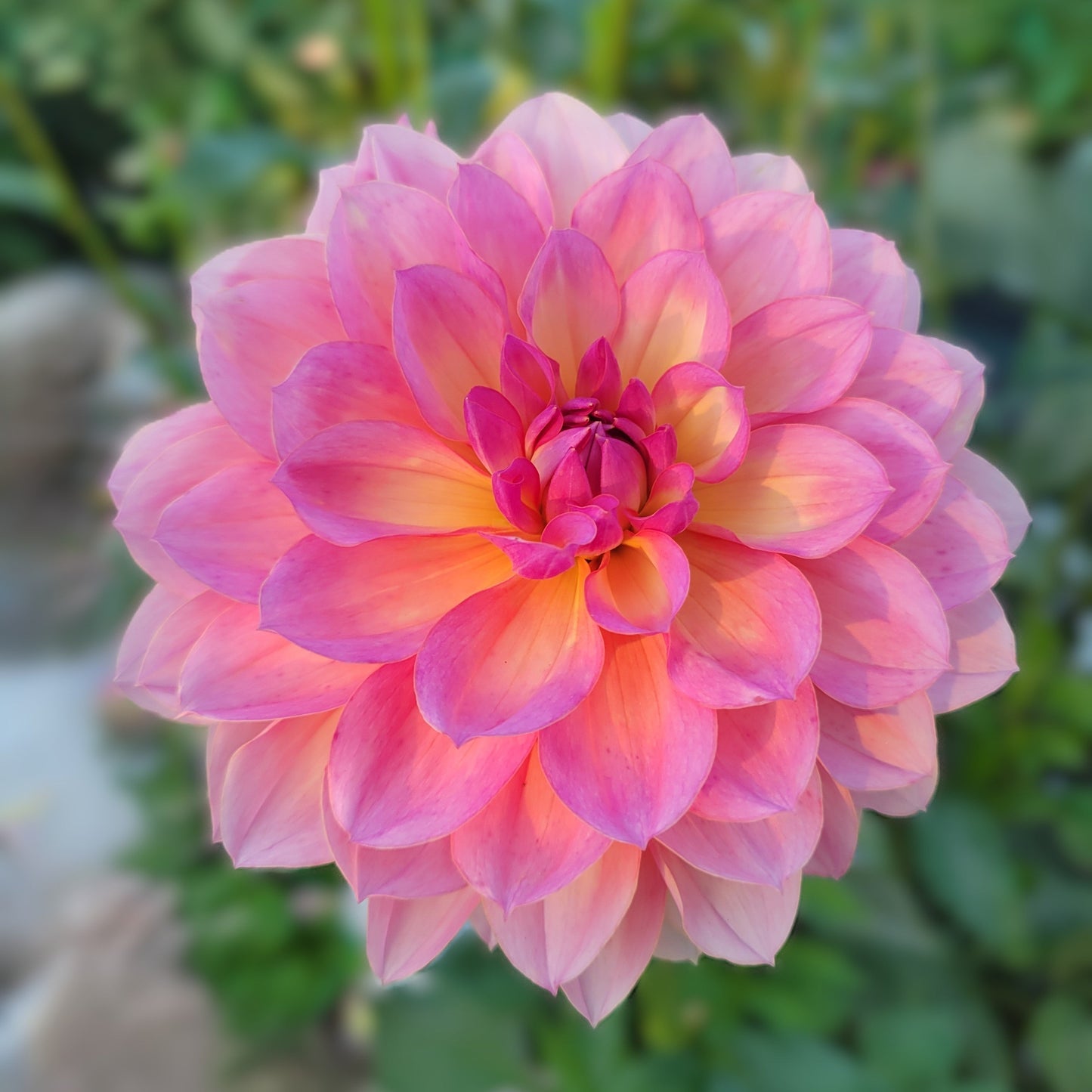 Sandia Rose