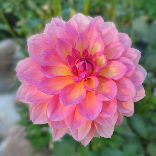 Sandia Rose