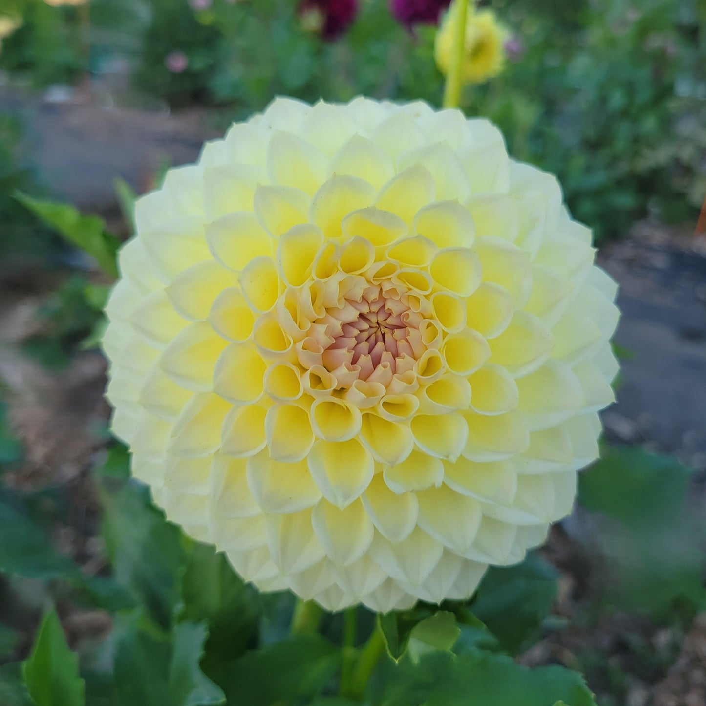 Winholme Diane