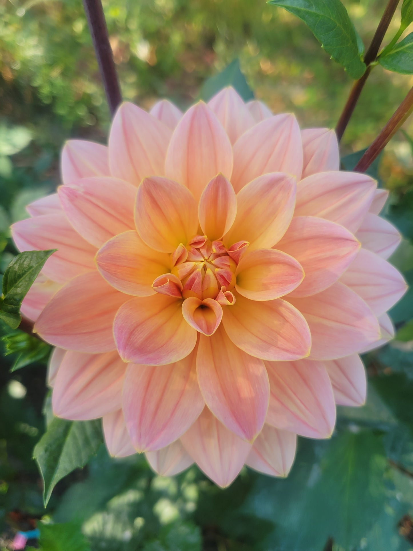 Apricot Desire