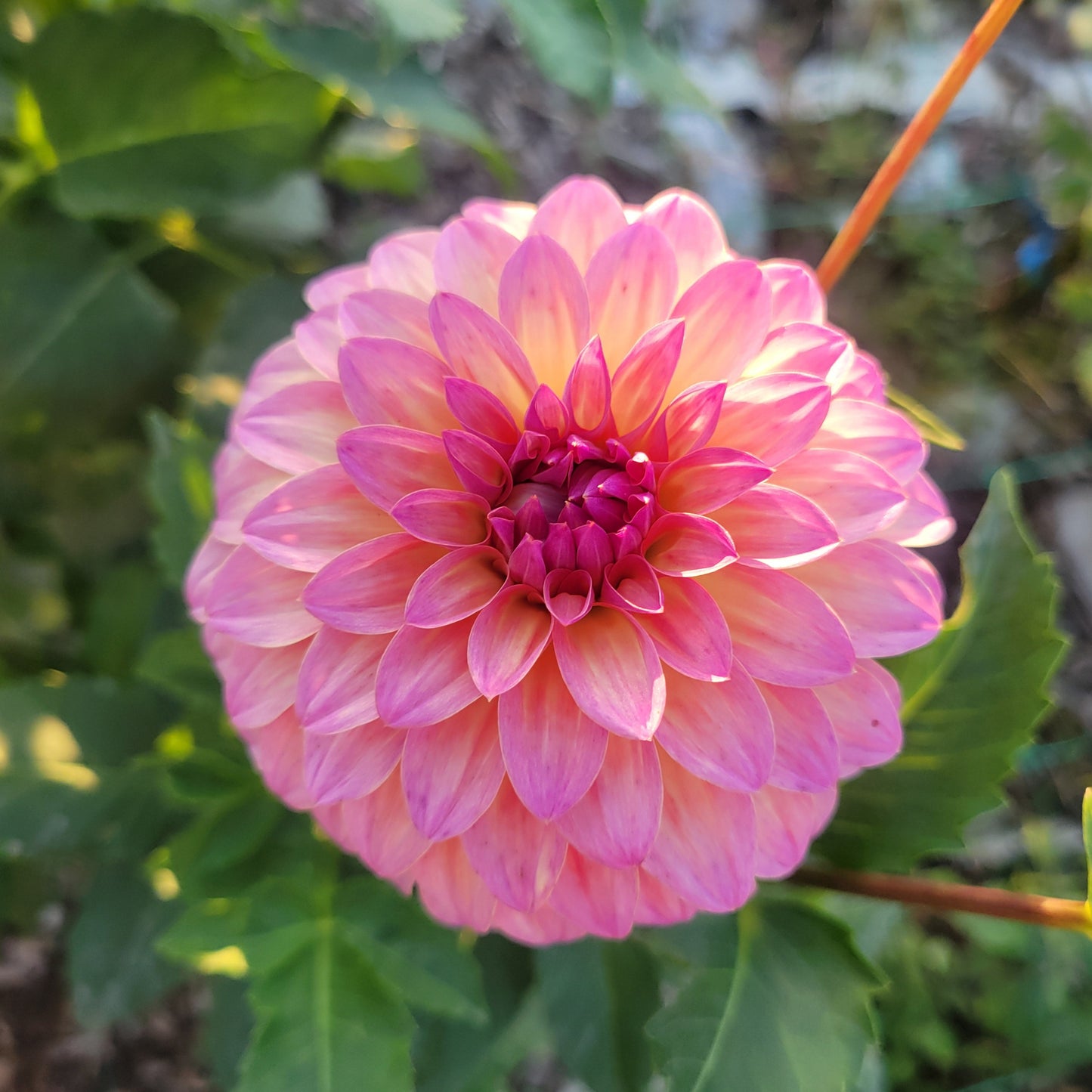 Bloomquist Fredene