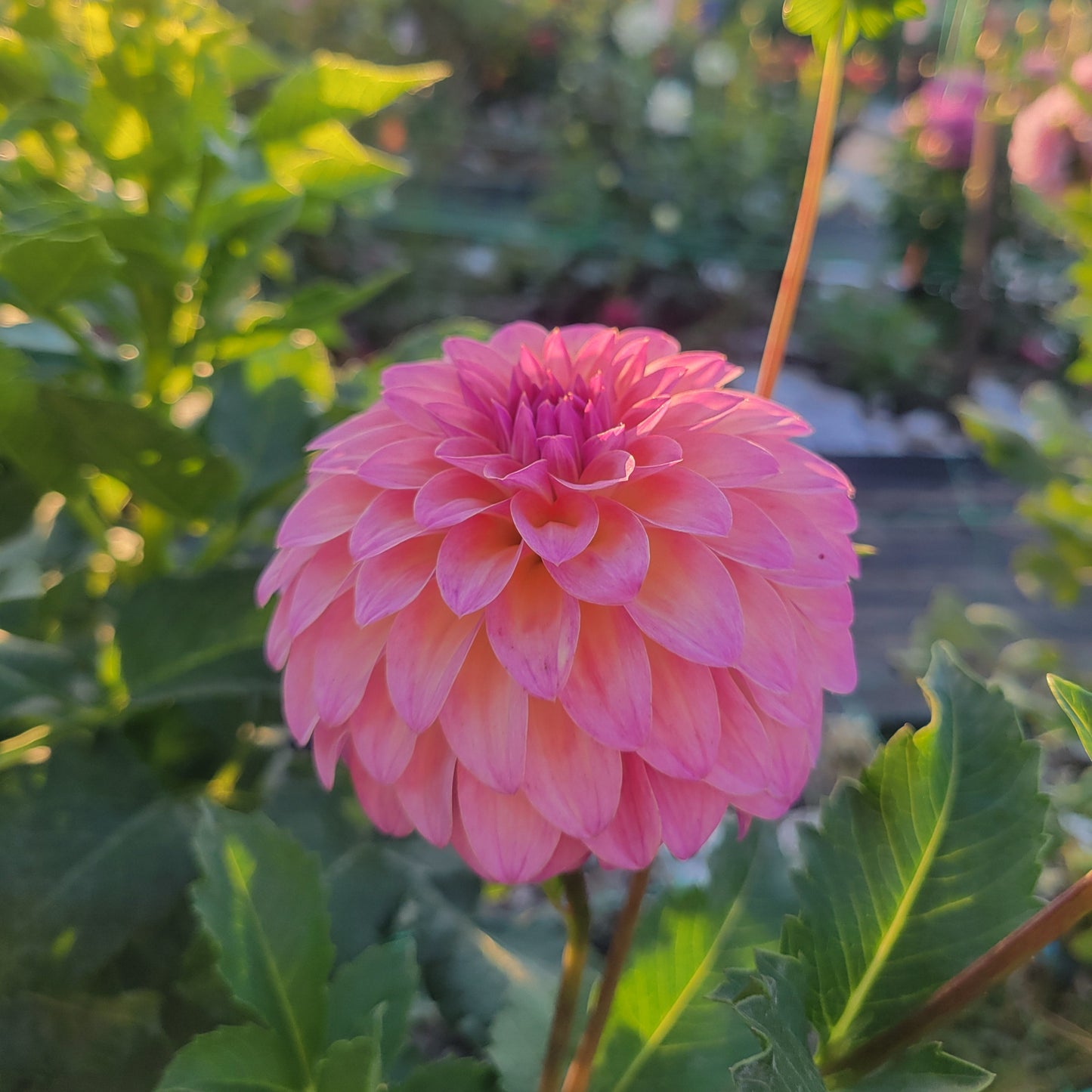 Bloomquist Fredene