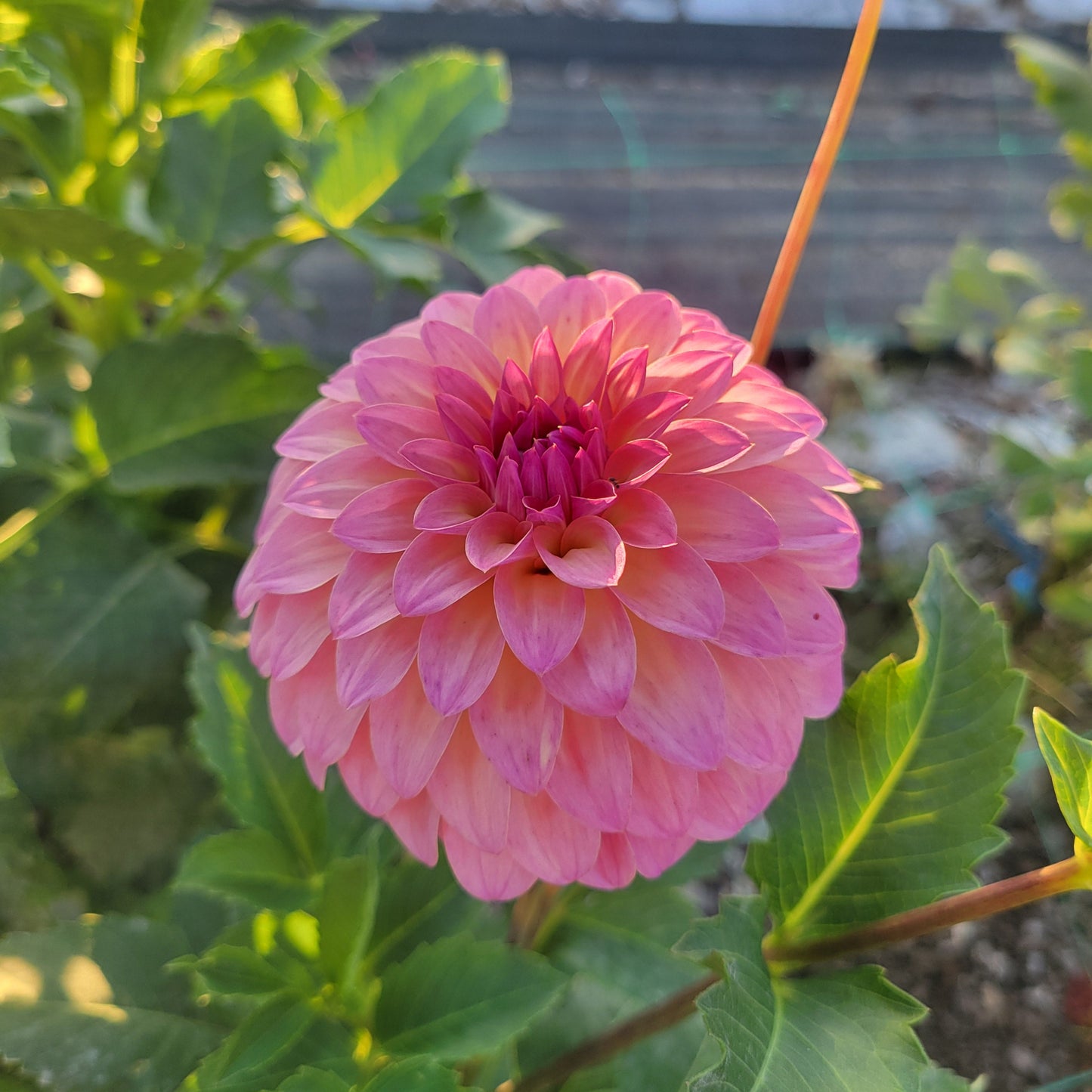 Bloomquist Fredene