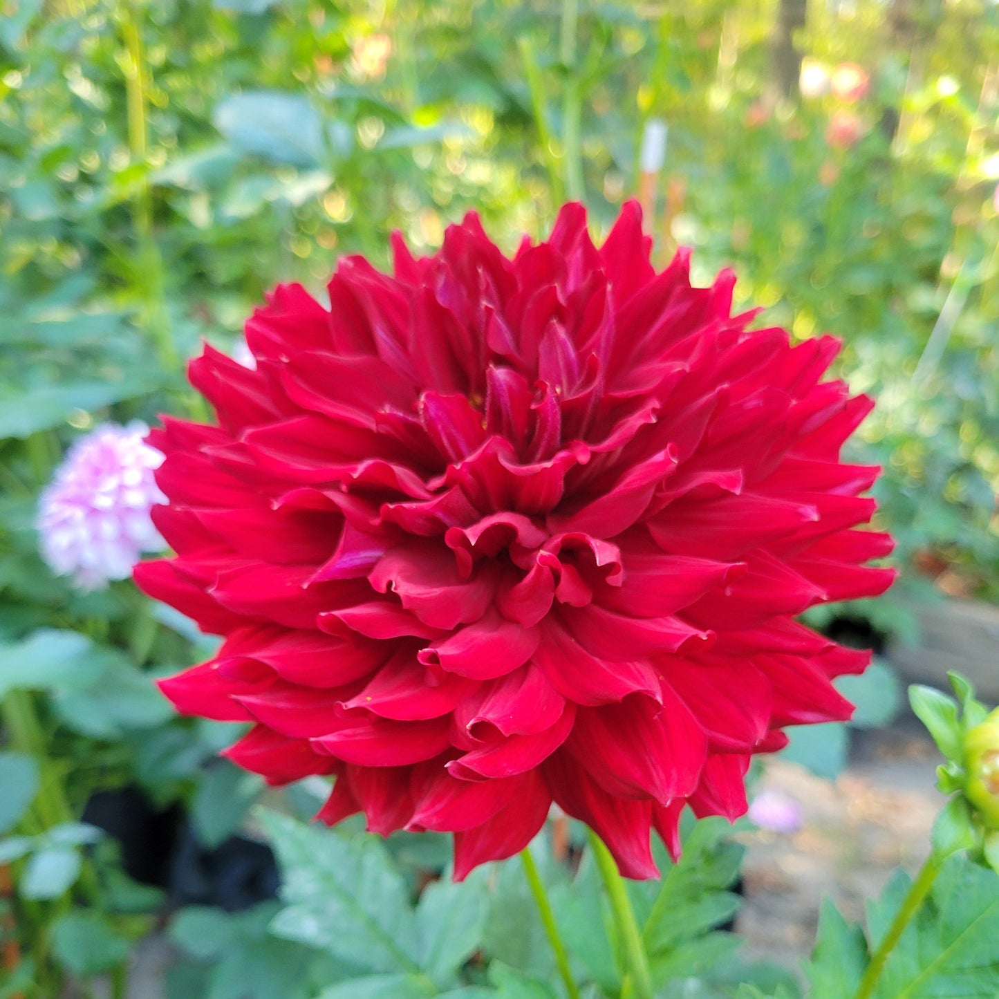 Hollyhill Court Jester
