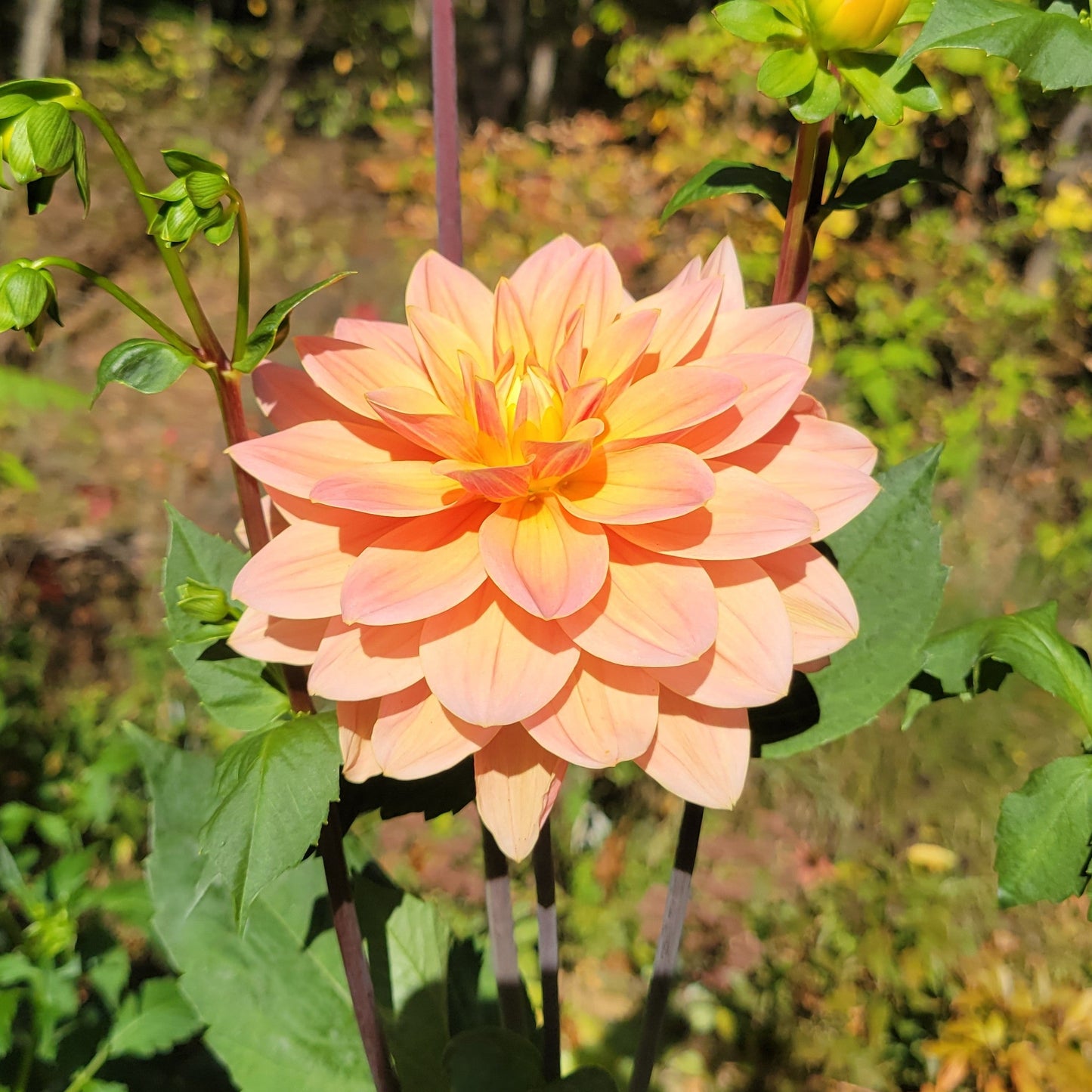 Apricot Desire