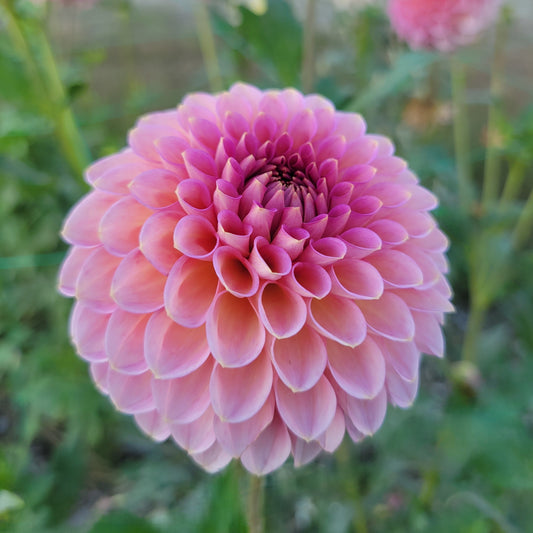 Westerton Pearl