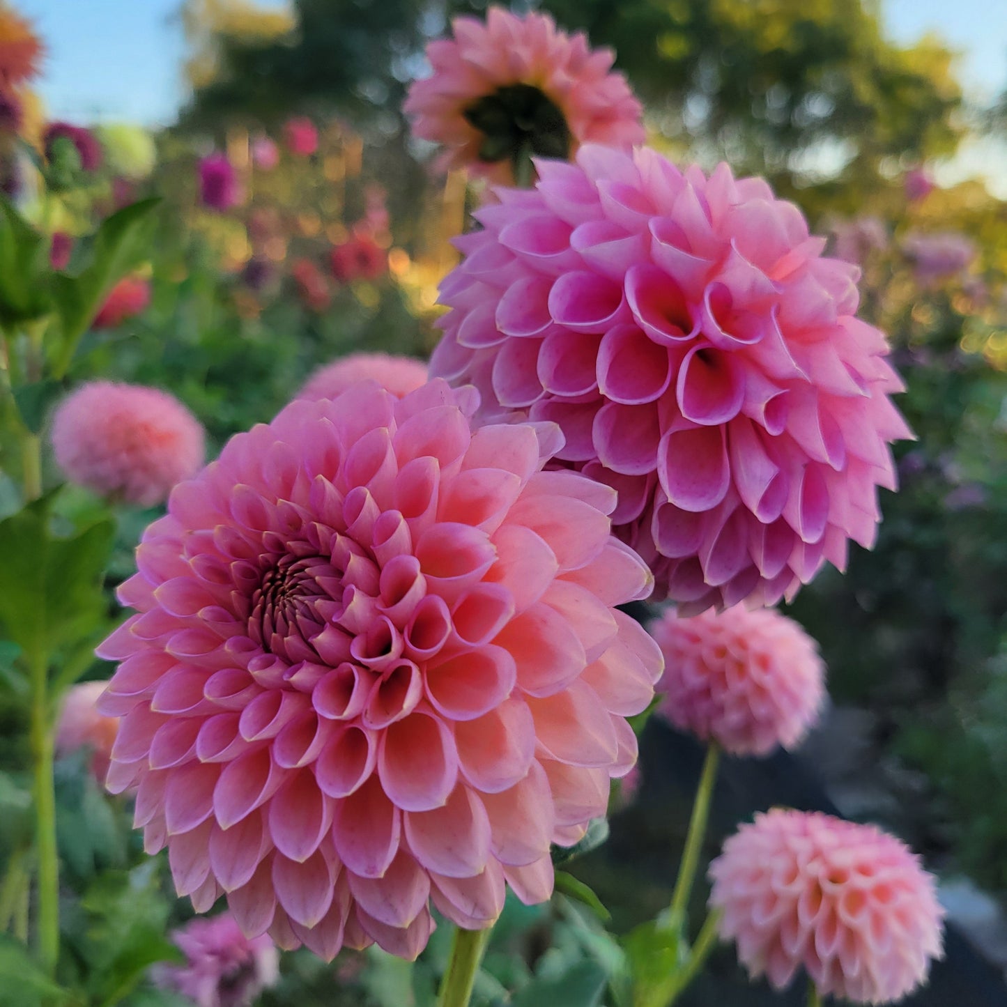 Westerton Pearl