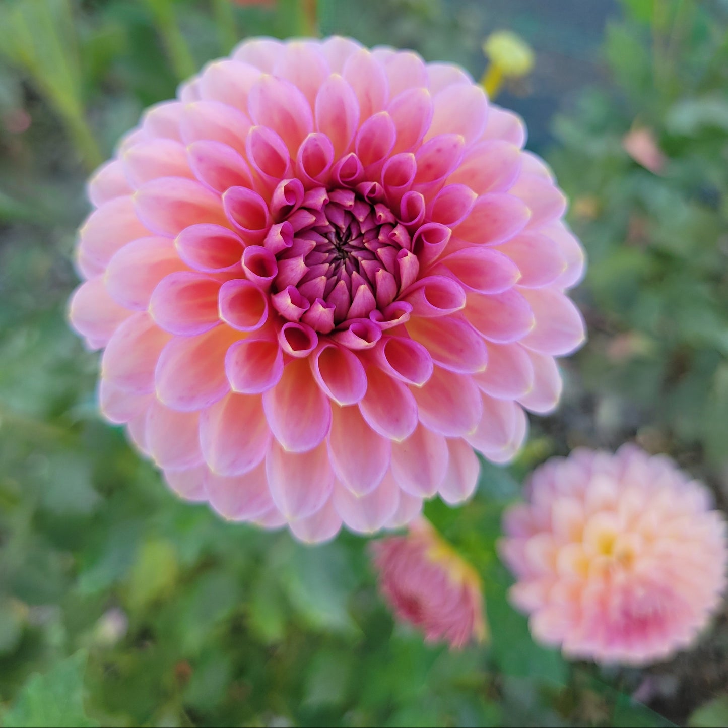 Westerton Pearl