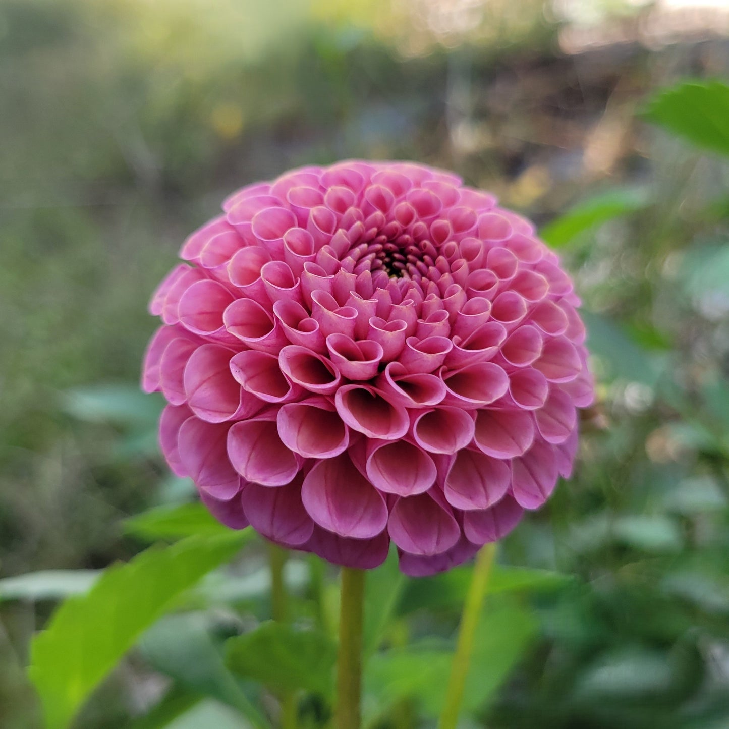 Koko Puff