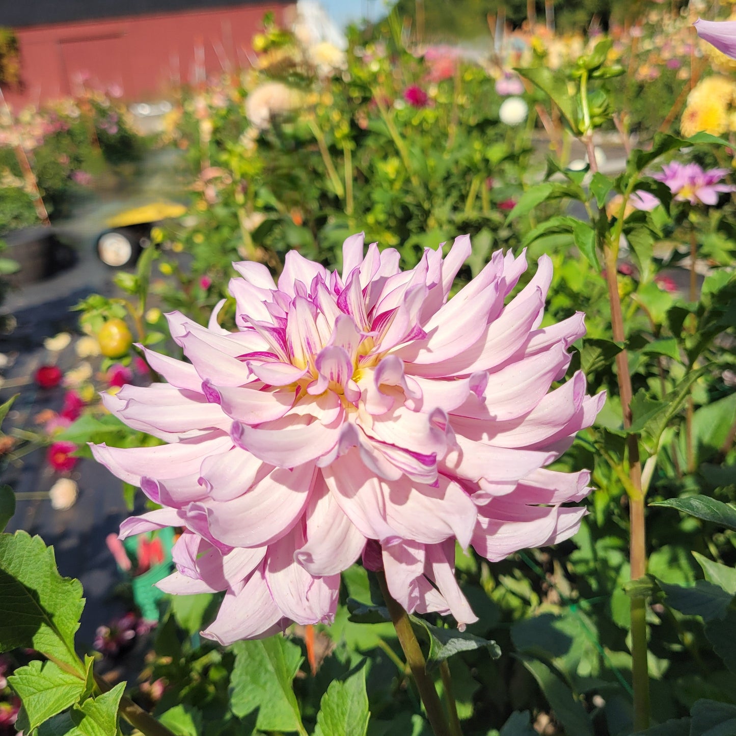 Leila Savanna Rose - Read description