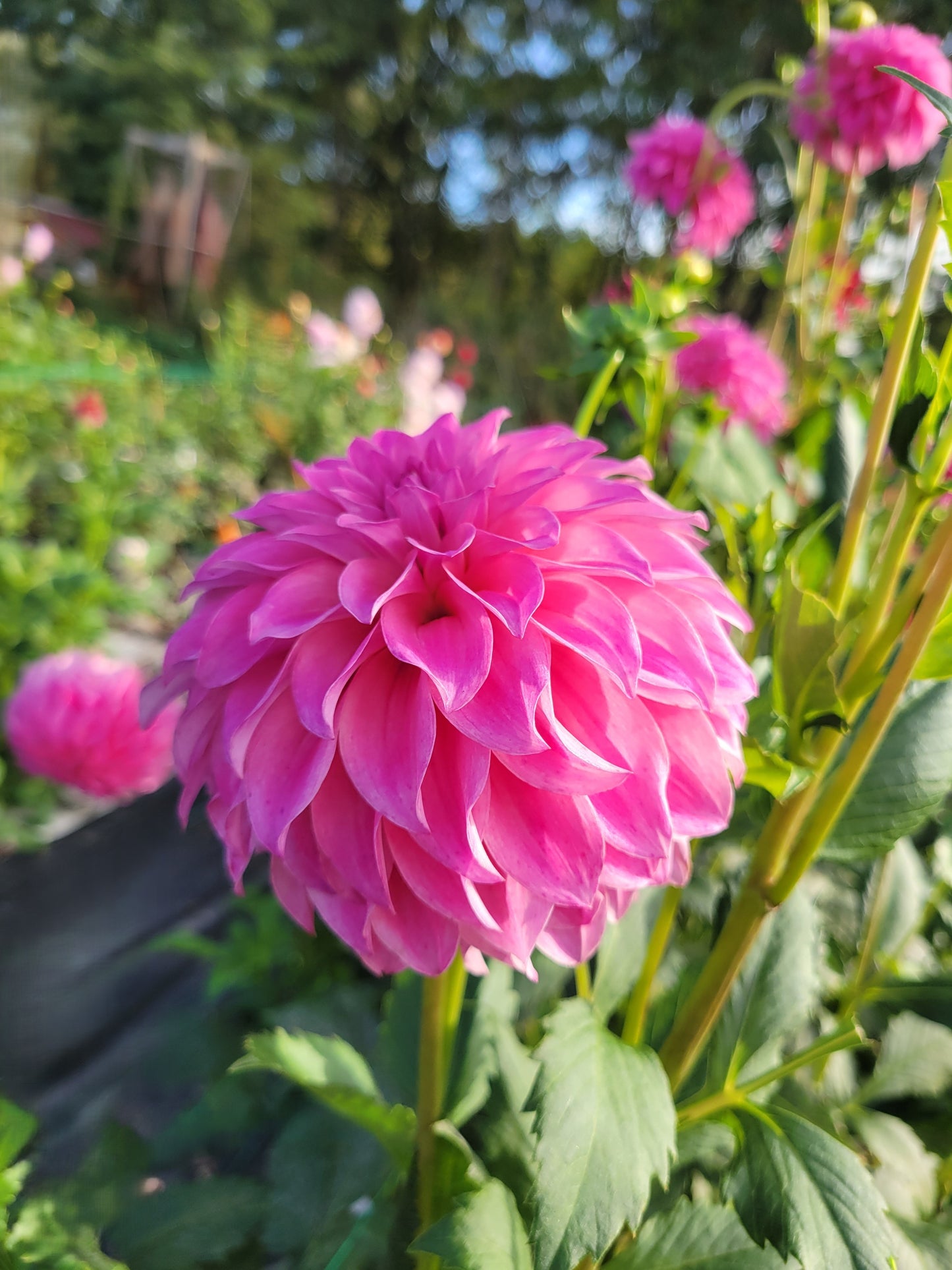 River's Bubblegum