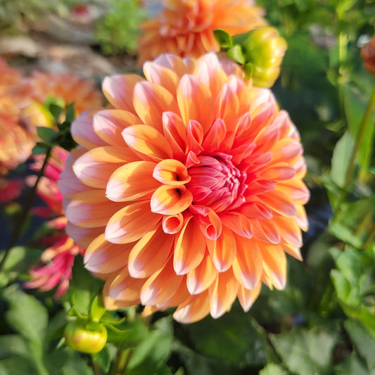 Robann Creamsicle