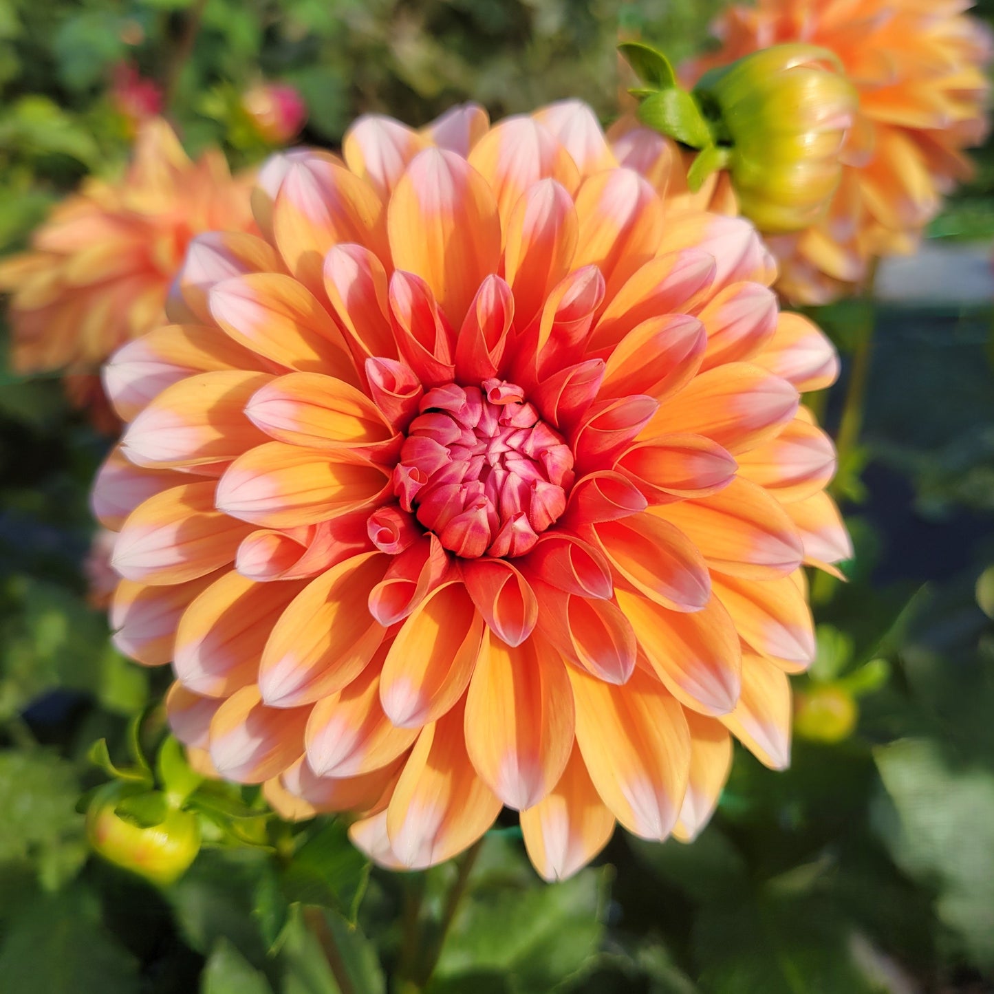 Robann Creamsicle
