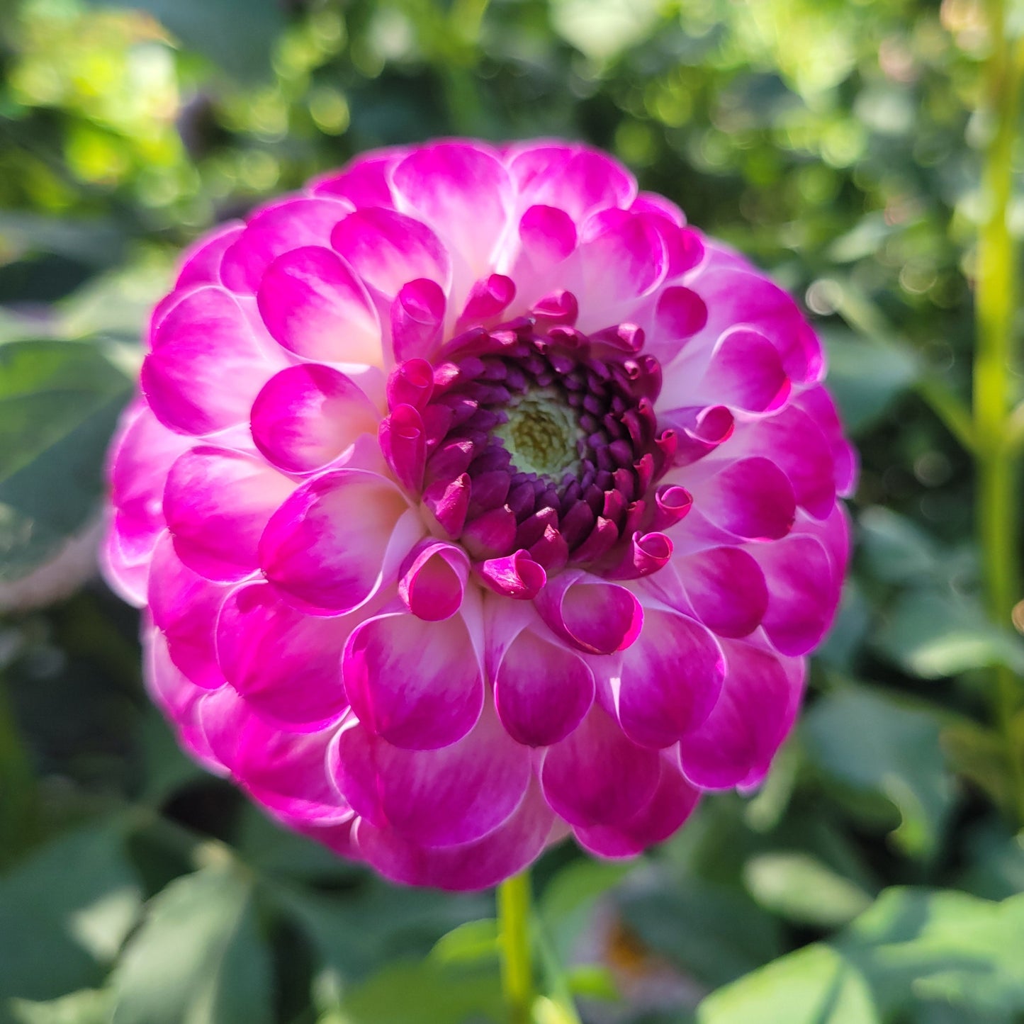 Kaiser Wilhelm Pink