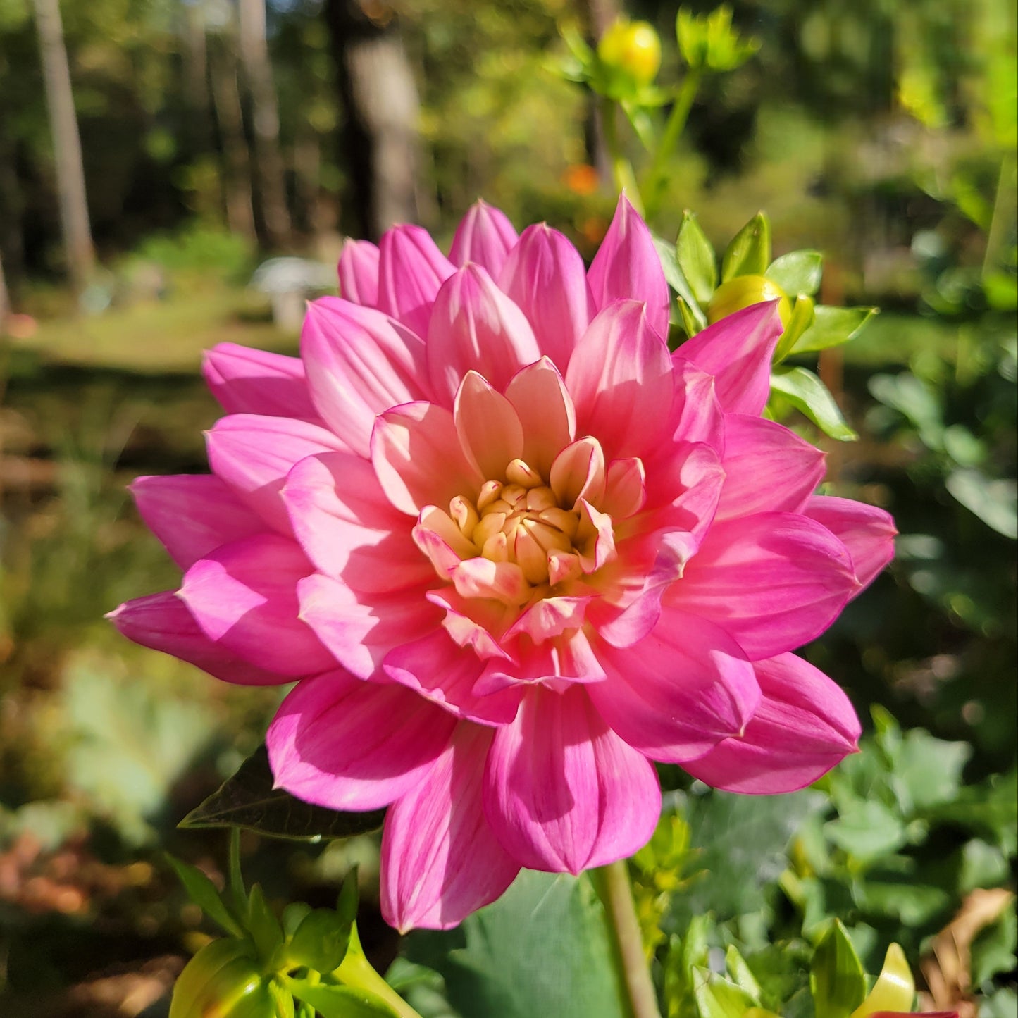 Hollyhill Pink Martini