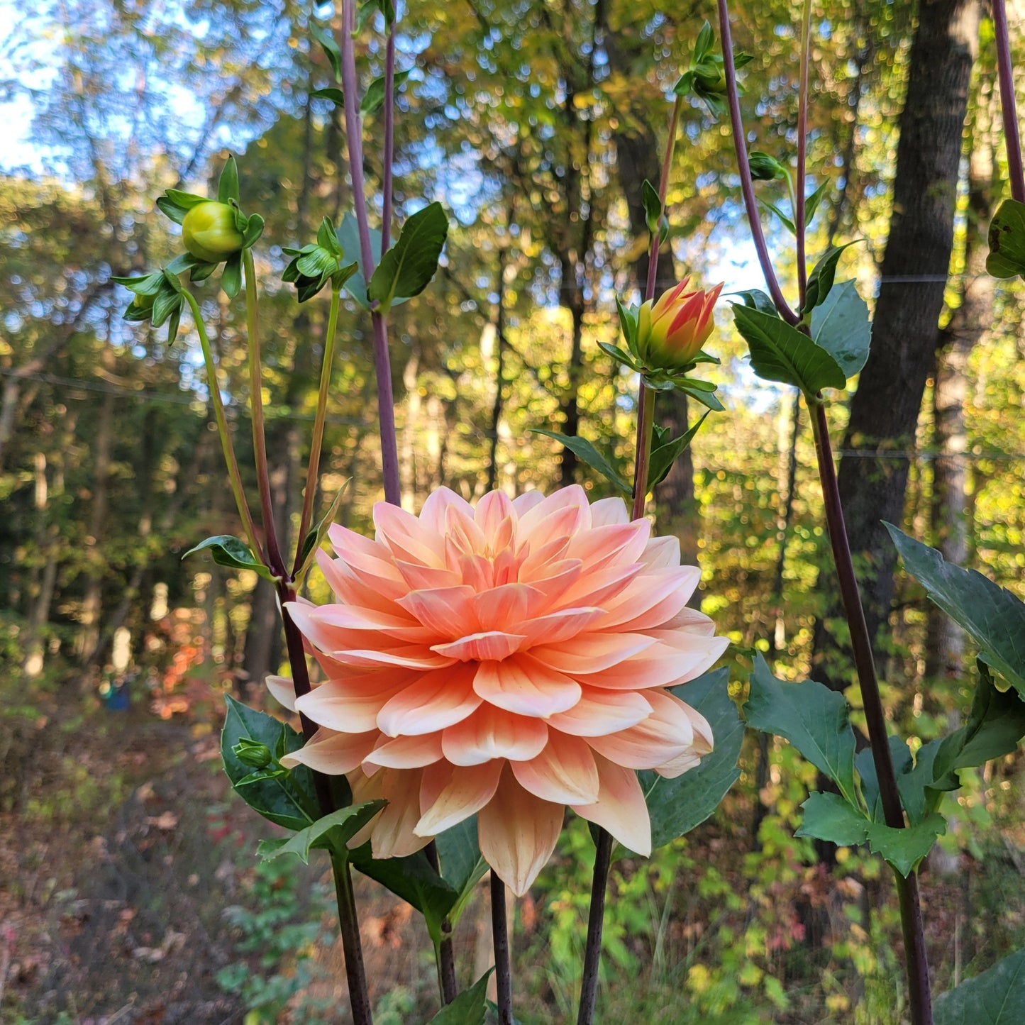 Apricot Desire