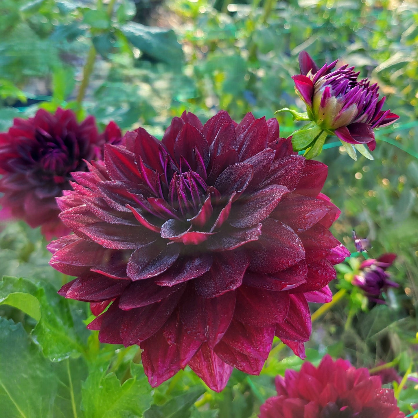 Hollyhill Black Widow
