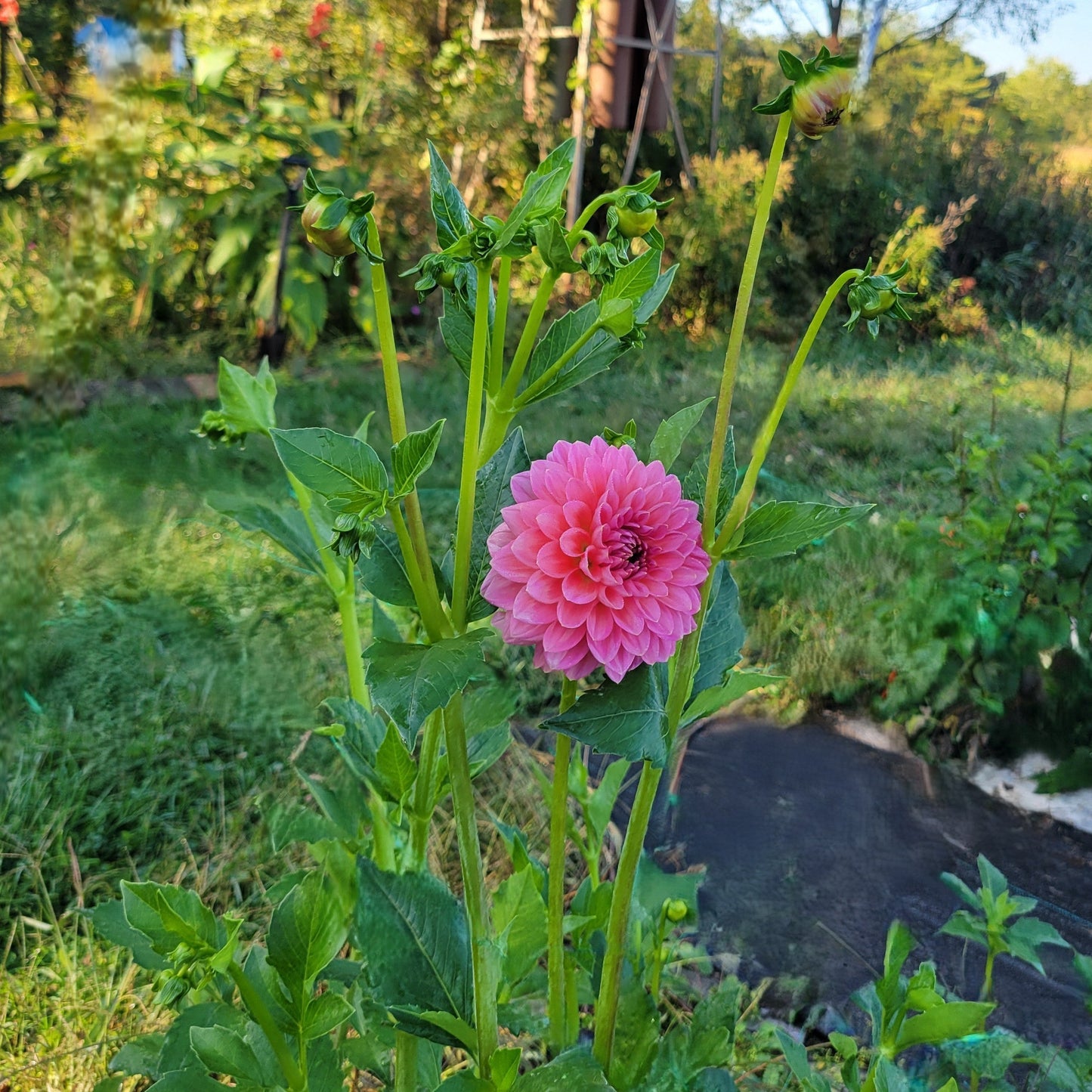 Pink Runner