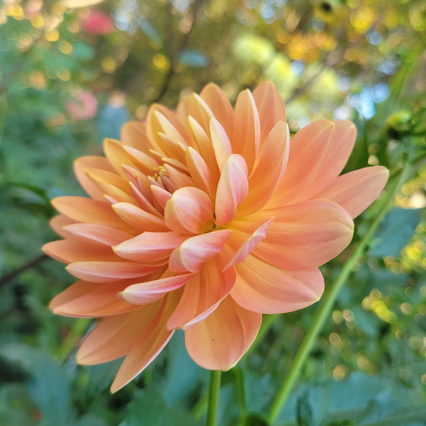 Sandia Susan