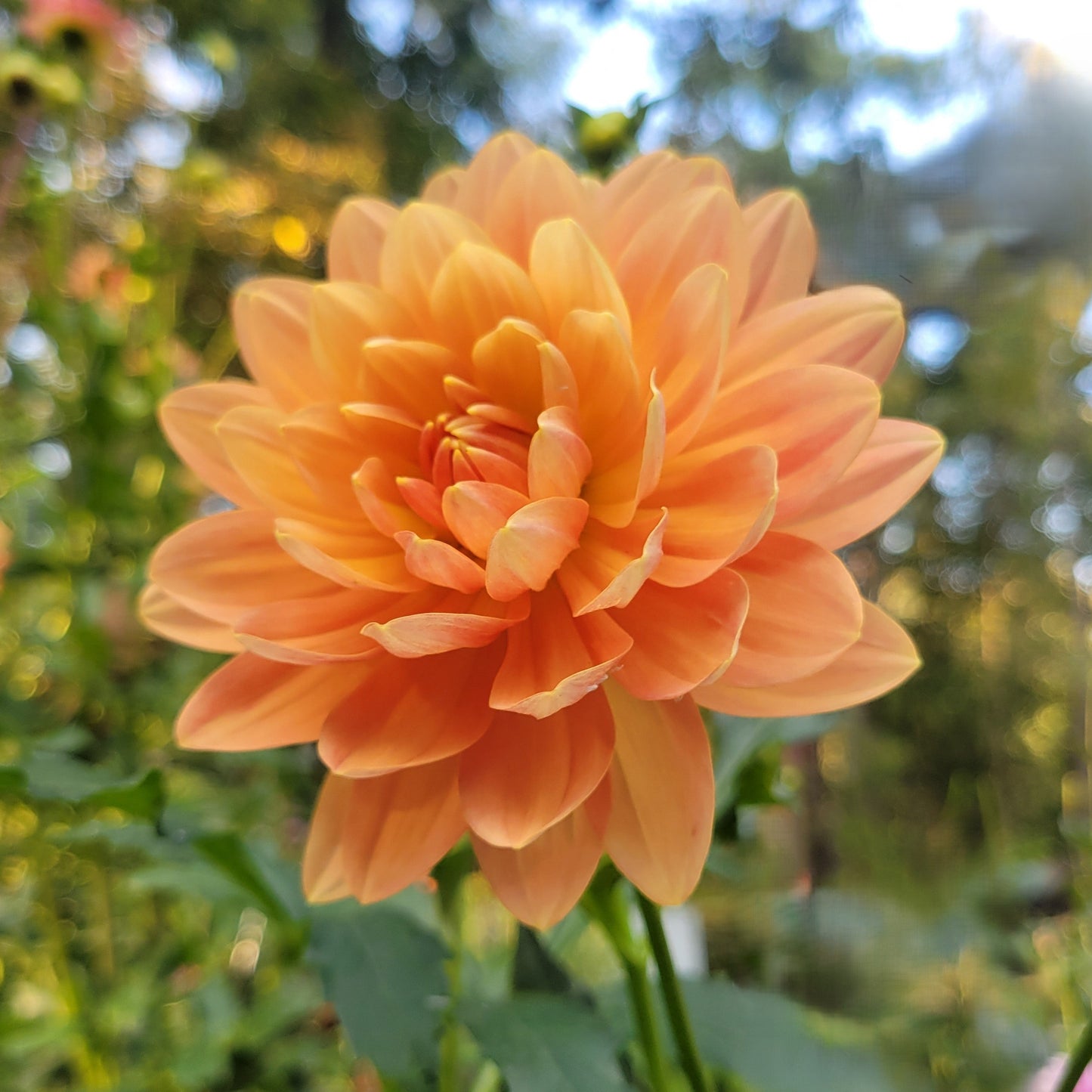 Sandia Susan