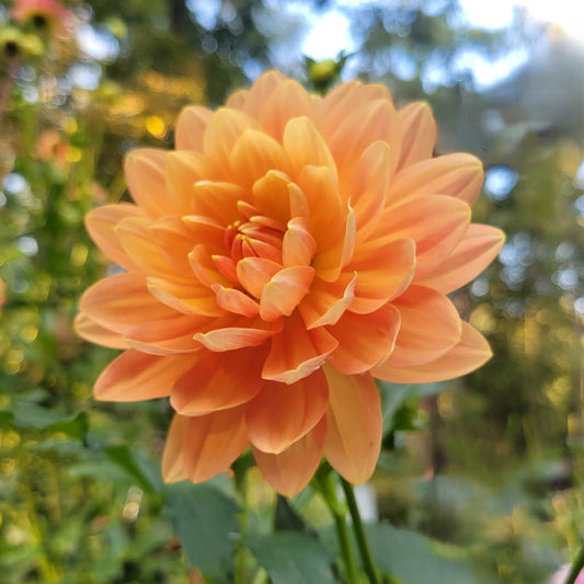 Sandia Susan