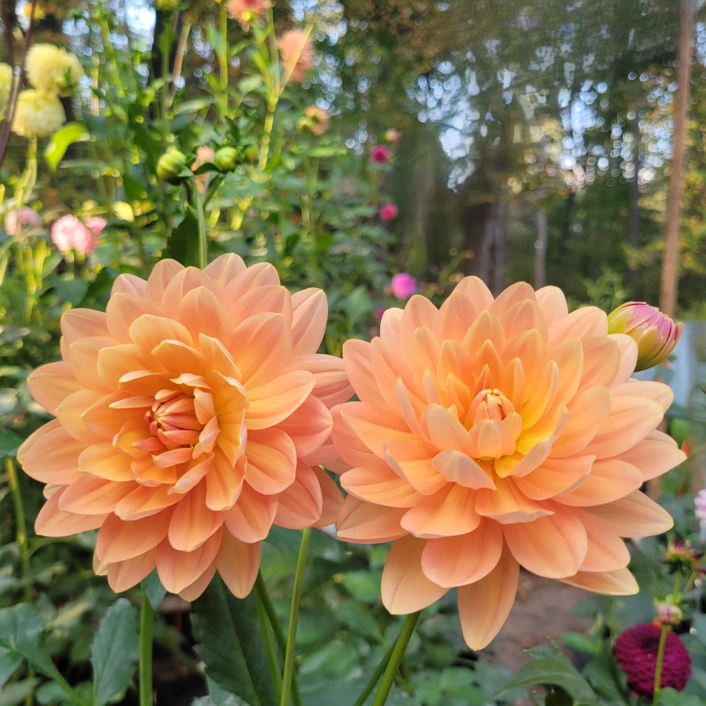 Sandia Susan