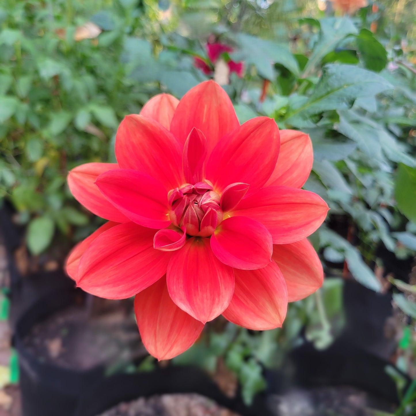 Taratahi Ruby