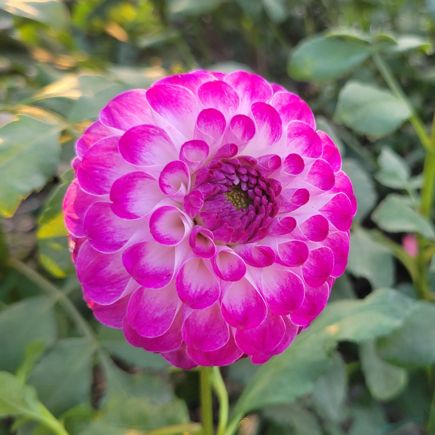 Kaiser Wilhelm Pink