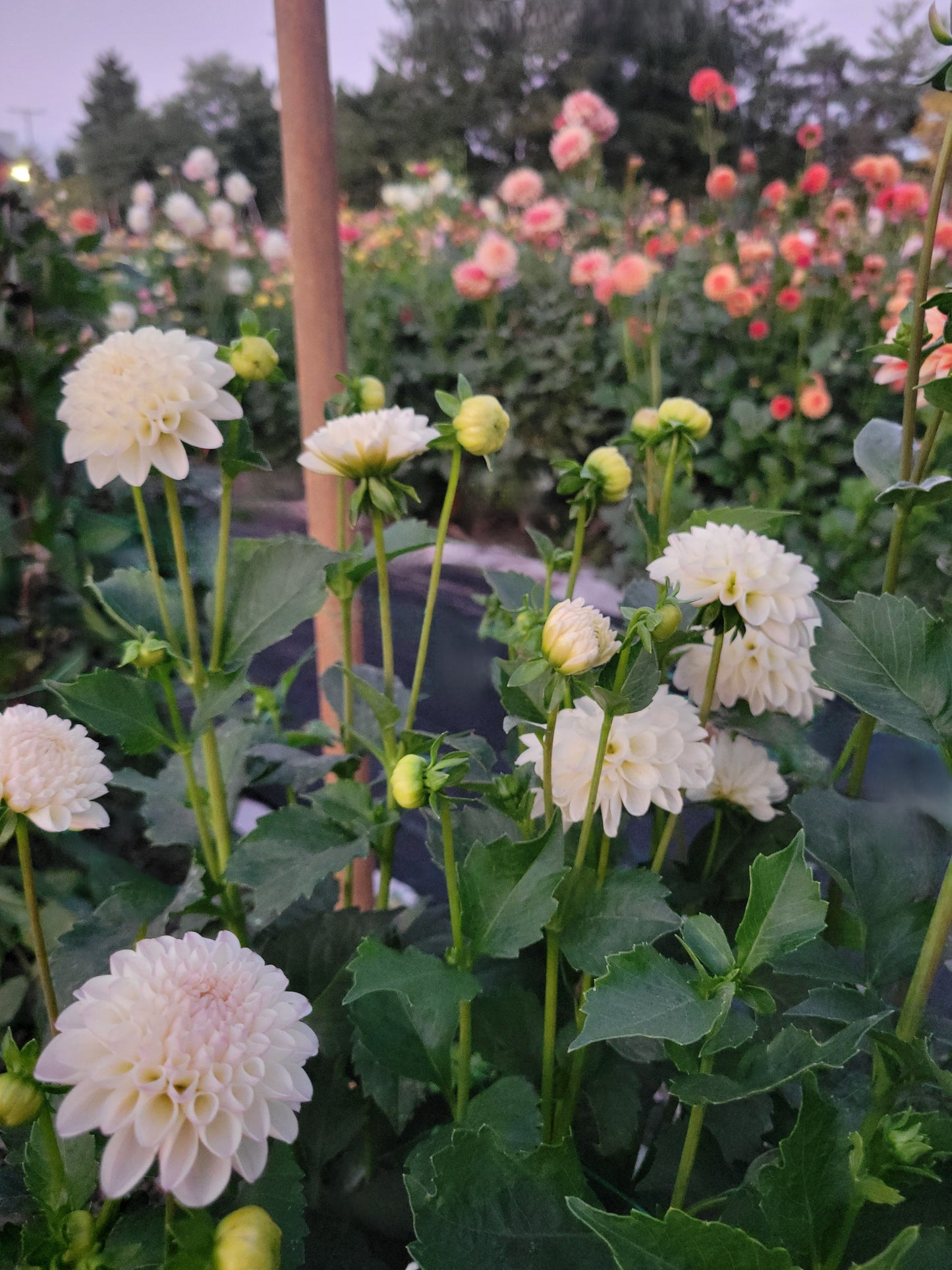 White Nettie