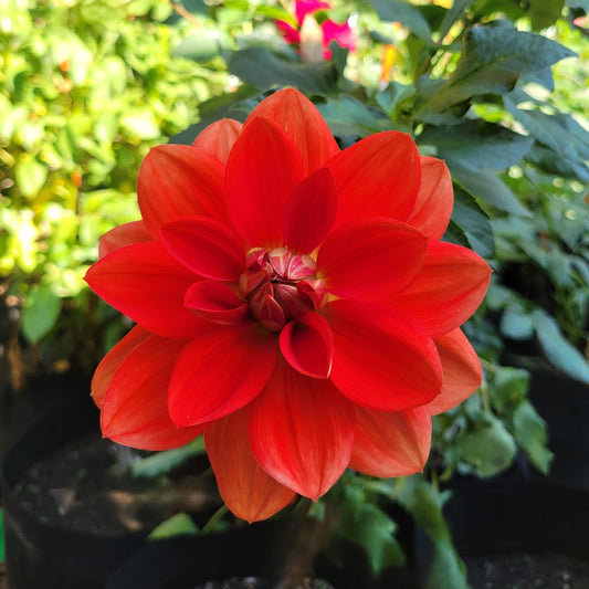 Taratahi Ruby